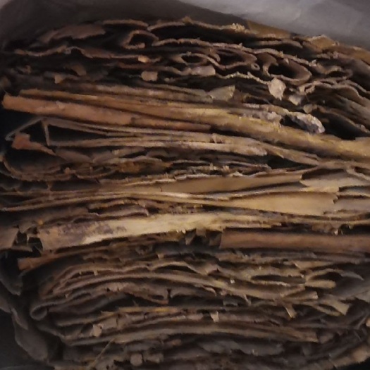 行唐县关黄柏 黄柏