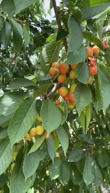 长沙红灯樱桃 樱桃