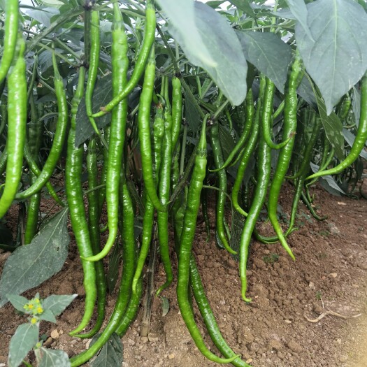 织金县二荆条辣椒苗 辣椒苗，40～50厘米