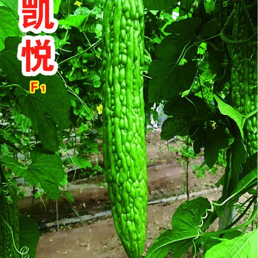 寿光市苦瓜苗  蔬菜种苗
