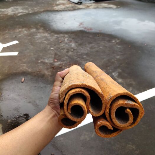 防城港广西防城港烟仔桂，油桂。
