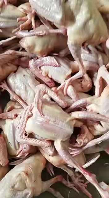 乳鸽，老鸽子，白条鸽 ，冷冻鸽肉厂家直销大量供应