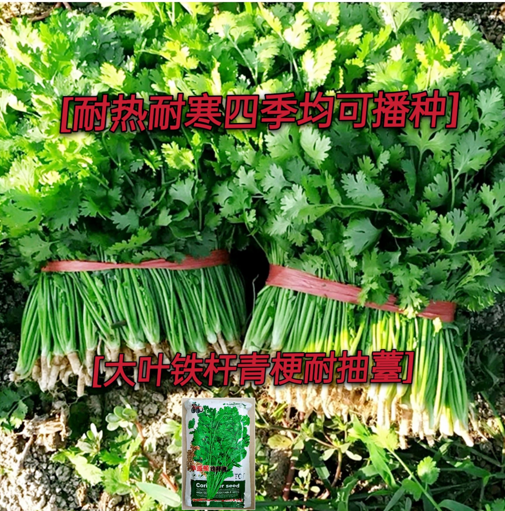 四季香菜种子大叶香菜种子耐寒香菜种子耐热香菜种子铁杆香菜种子