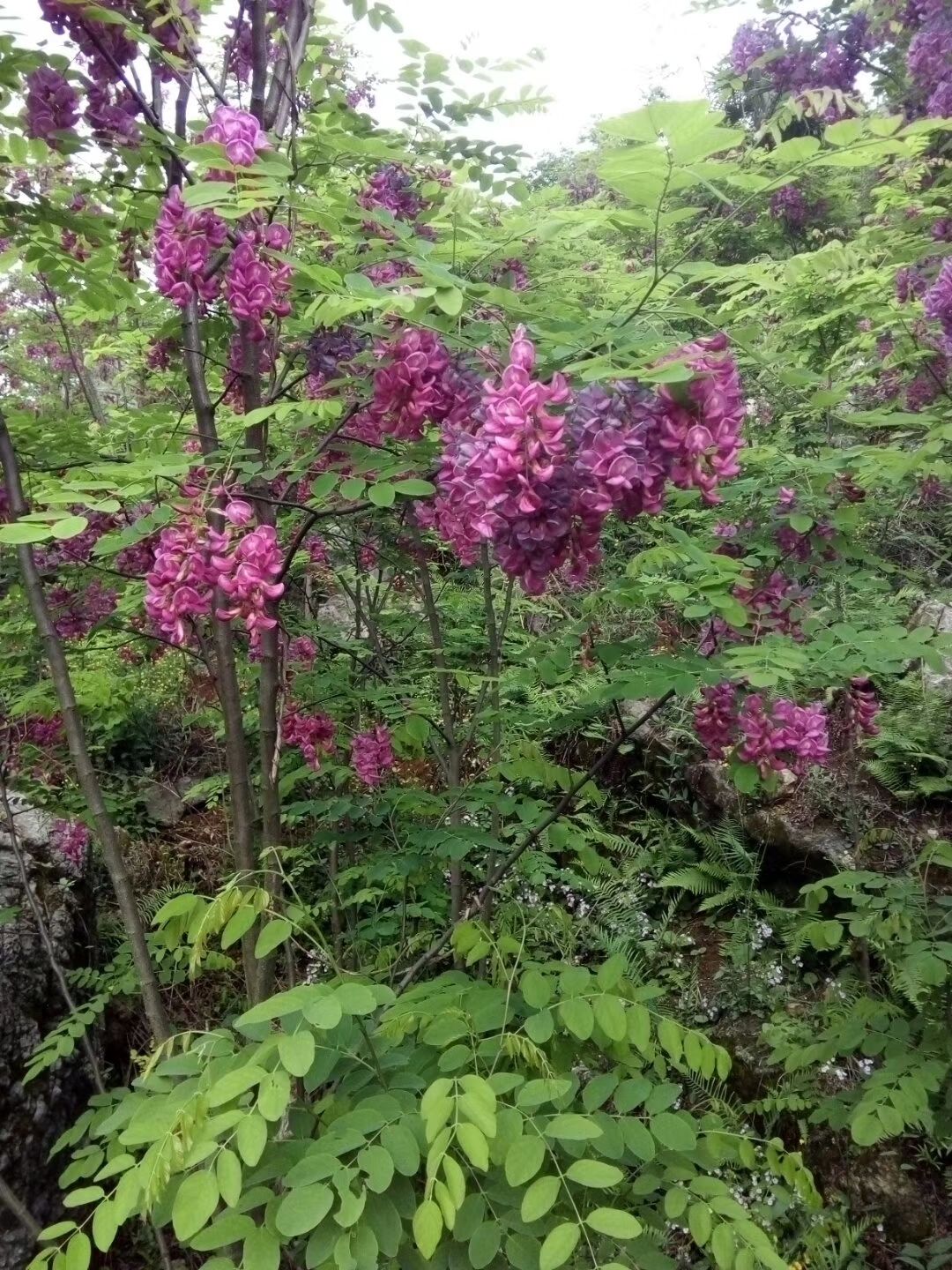  香花槐