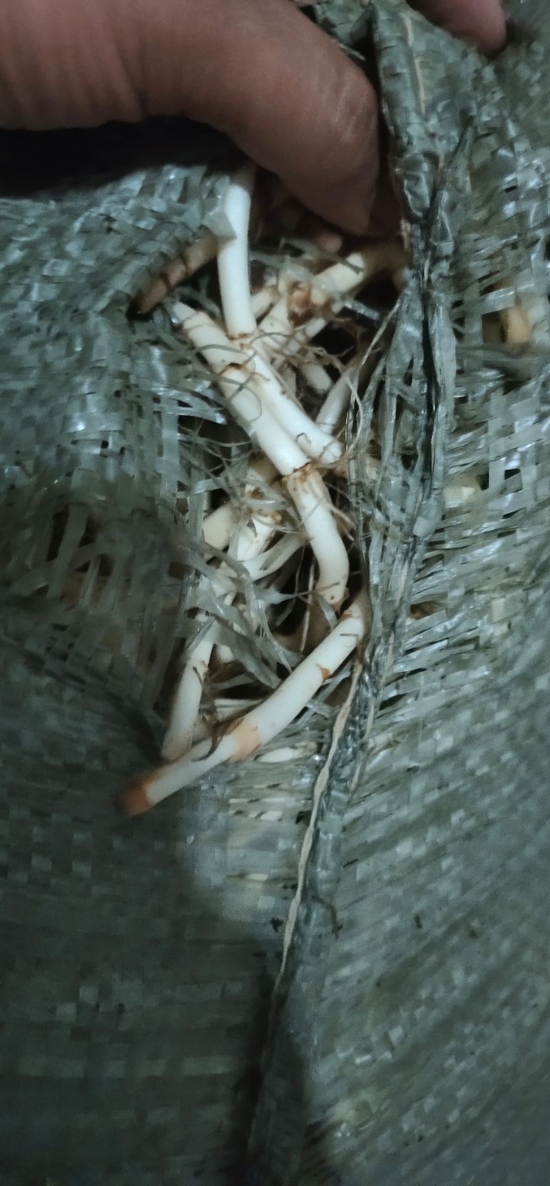 鱼腥草根  新根上市产地直发量大从优，现挖现发新鲜鱼腥草，可长期合作