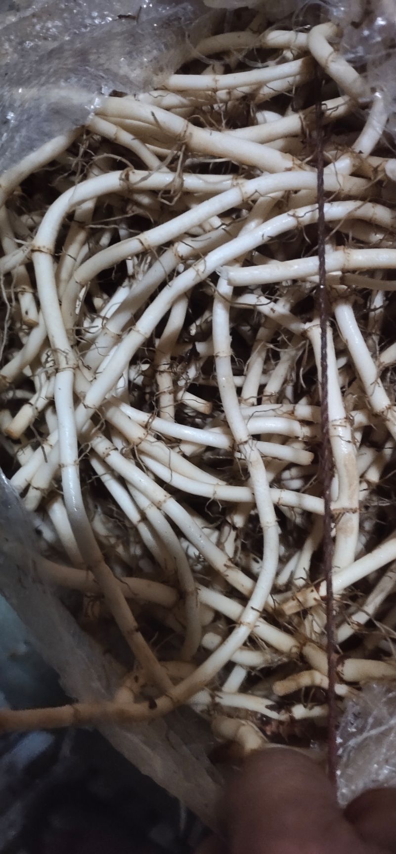 鱼腥草根  新根上市产地直发量大从优，现挖现发新鲜鱼腥草，可长期合作