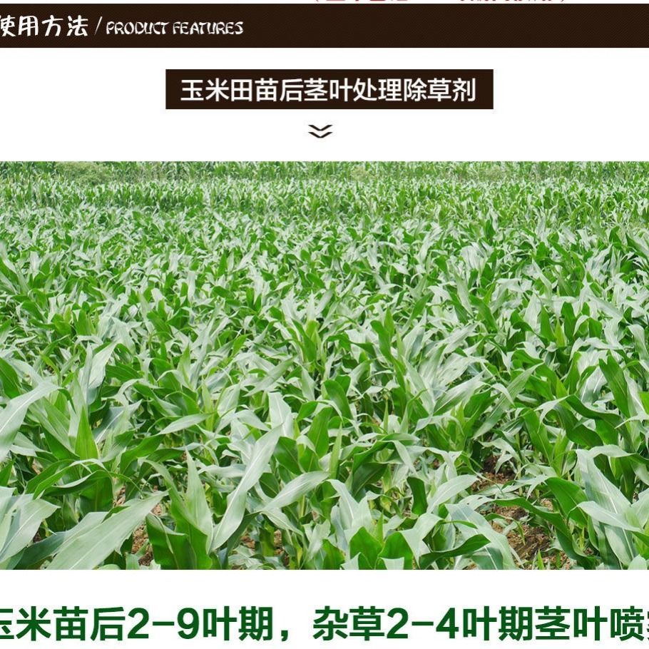 酮喜 硝磺莠去津玉米除草剂专用玉米田苞谷专用除草剂不伤玉米