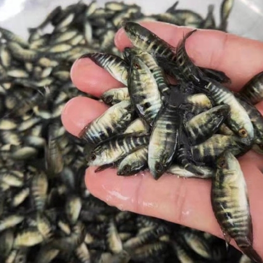 安溪县 优质淡水石斑鱼苗 活体热带鱼 淡水养殖食用易养活凶猛路亚