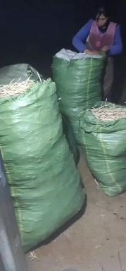 鱼腥草根  新根上市产地直发量大从优，现挖现发新鲜鱼腥草，可长期合作