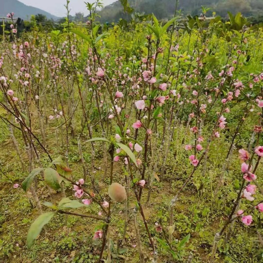 灵山县水蜜桃苗 水蜜桃