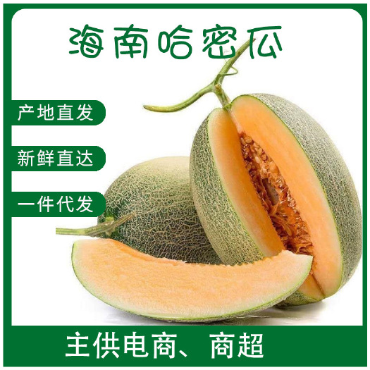 海口晓蜜25号  一件代发海南哈密瓜水果脆甜可口当季新鲜网纹瓜现摘现发量大从优