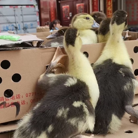 昆明火鸭苗  大花火鸭公