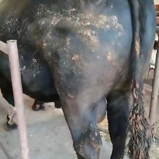 商河县鲁西牛 常年供应，活牛交易