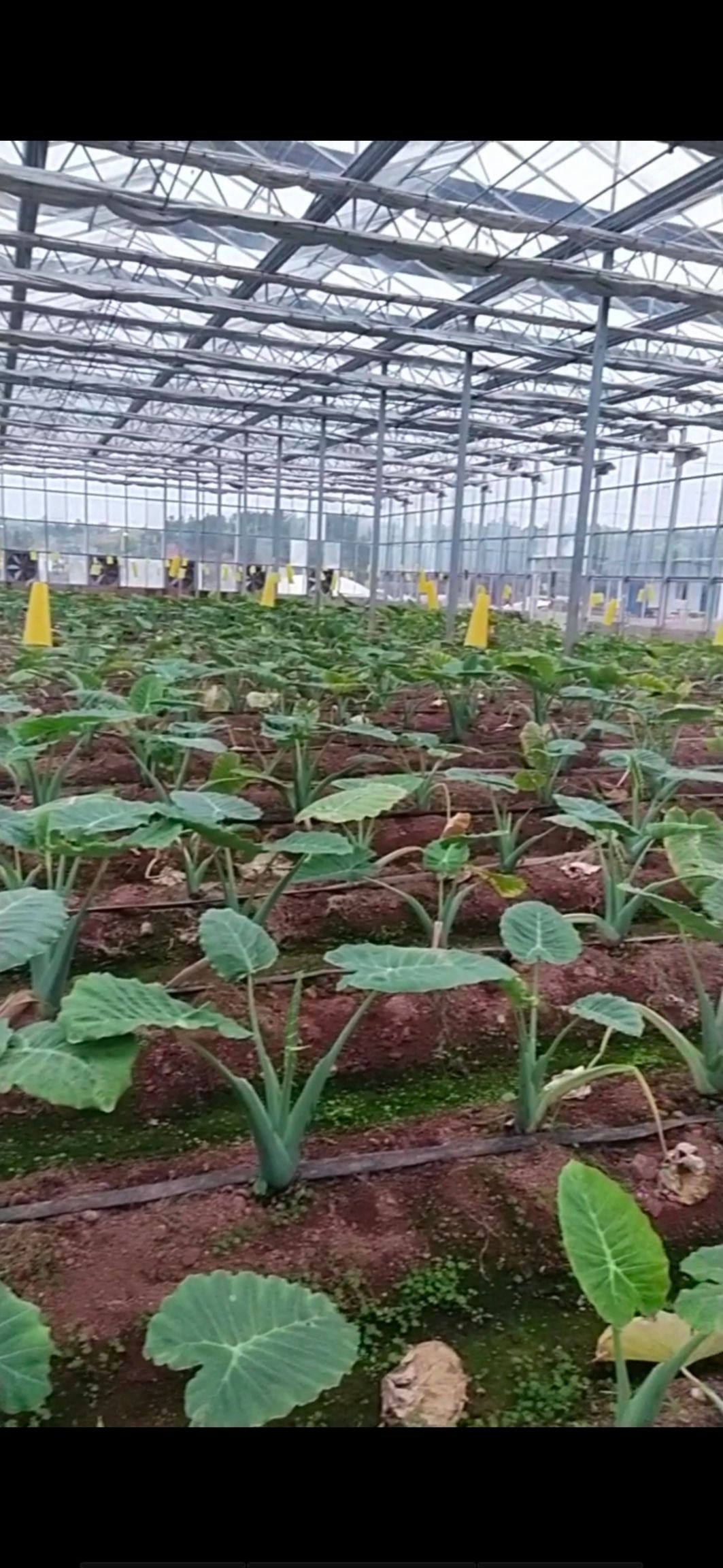 江西铅山正宗脱毒红芽芋鲜芋直供香糯无纤维营养高无坏烂果不涩口