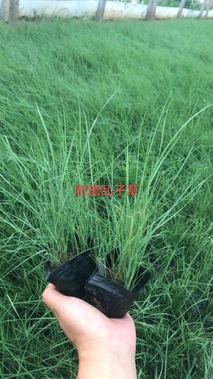  粉黛乱子草