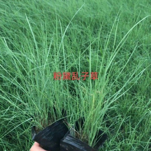 青州市 粉黛乱子草