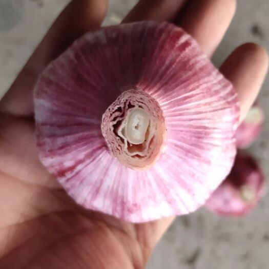 聊城红皮蒜  紫红皮大蒜把子，大蒜大量供货！农户直接交易！