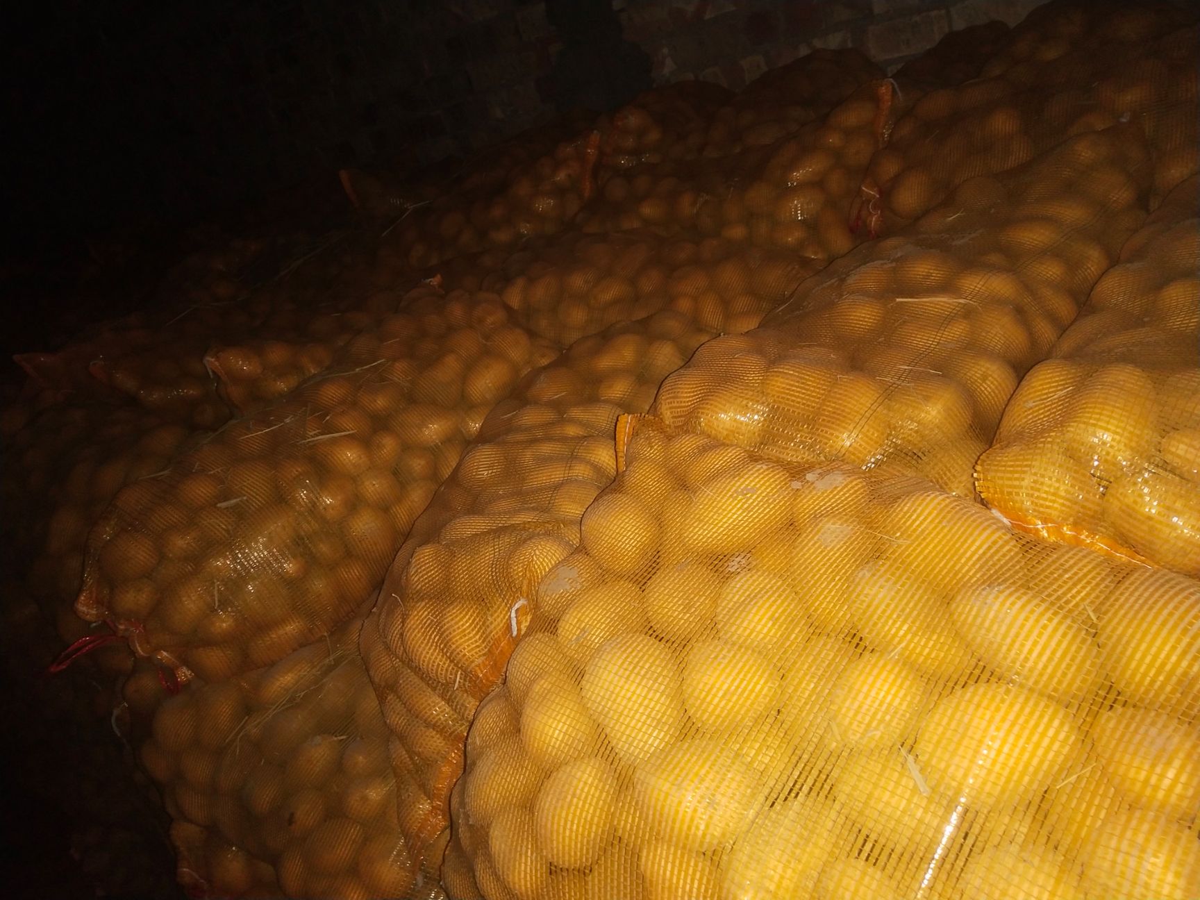 土豆种  原种马铃薯种子