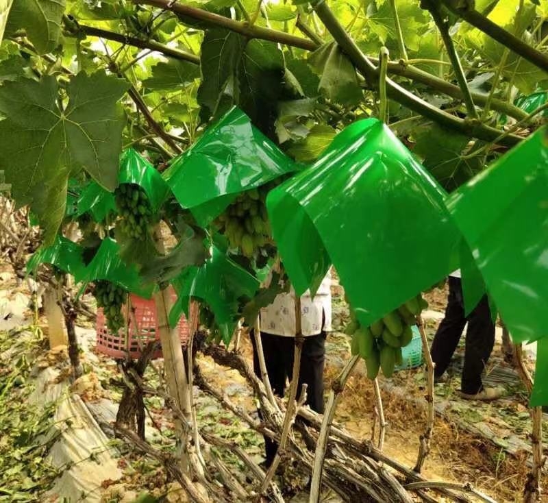 种植套袋  阳光玫瑰专用套袋无纺布防鸟葡萄套袋 伞罩