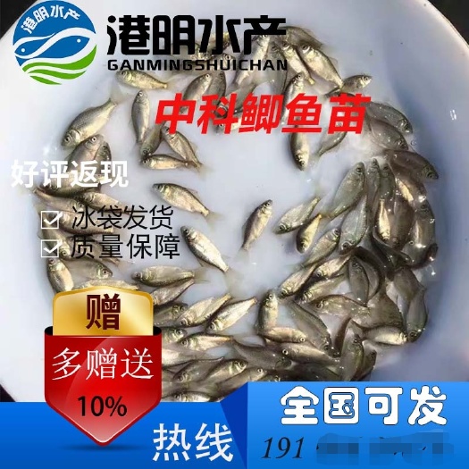 安溪县 小鲫鱼苗淡水冷水湘云鲫鱼 白鲫 银鲫 丰产鲫活体包邮