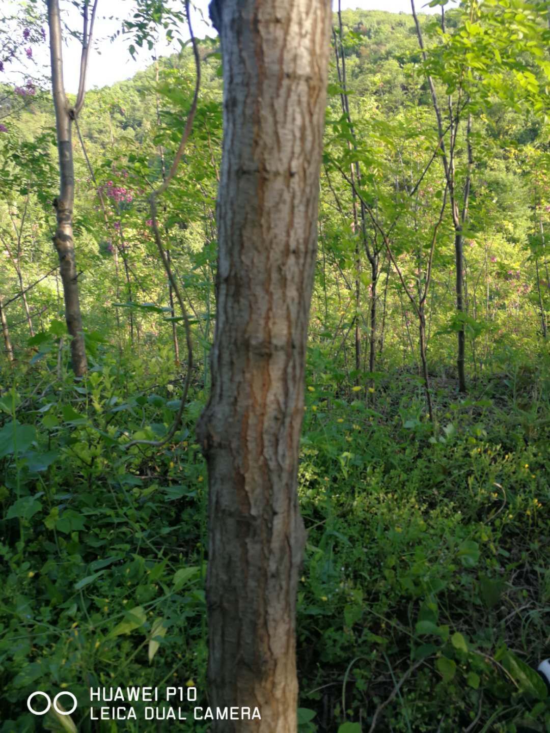  香花槐