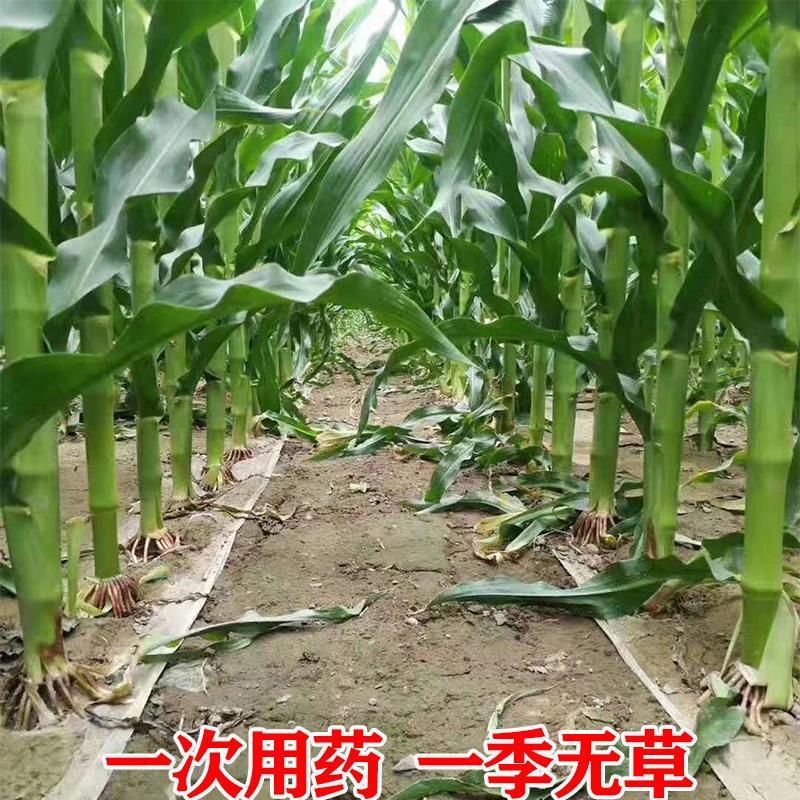 酮喜 硝磺莠去津玉米除草剂专用玉米田苞谷专用除草剂不伤玉米