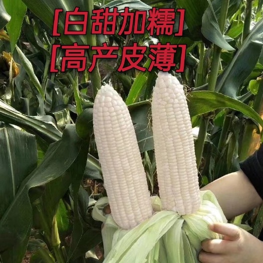 绵阳白甜糯玉米种籽早熟甜糯玉米种子皮薄味美奶油水果玉米种子甜糯
