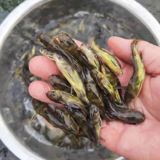 南宁黄颡鱼苗  黄辣丁，优质快大鱼苗，身长快大，健康吃料猛