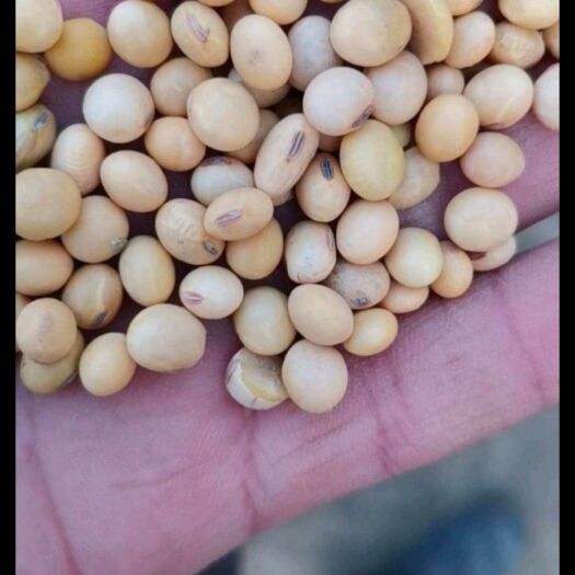 淄博大豆 山东省淄博市淄川区 生大豆 1等品 豆粒 