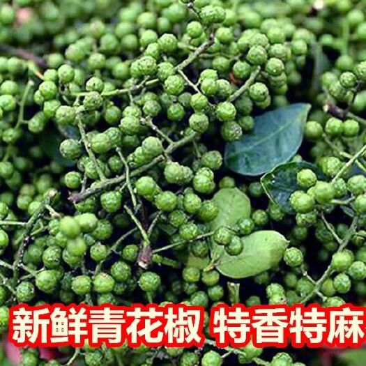 成都 青花椒四川特产麻辣特麻辣粉绿麻辣重庆新鲜青花椒