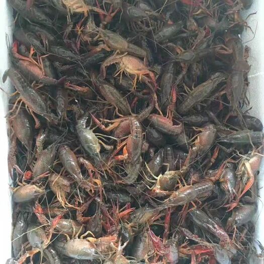 长沙小龙虾  中青4-7钱