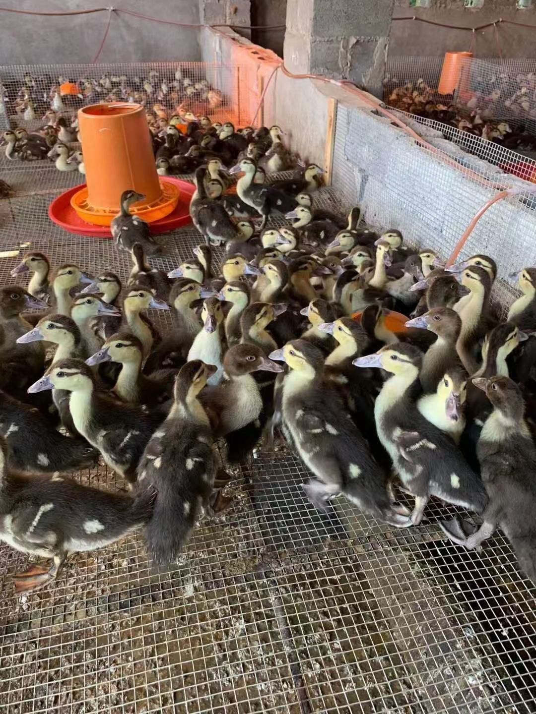 麻鸭苗 大品种麻鸭苗