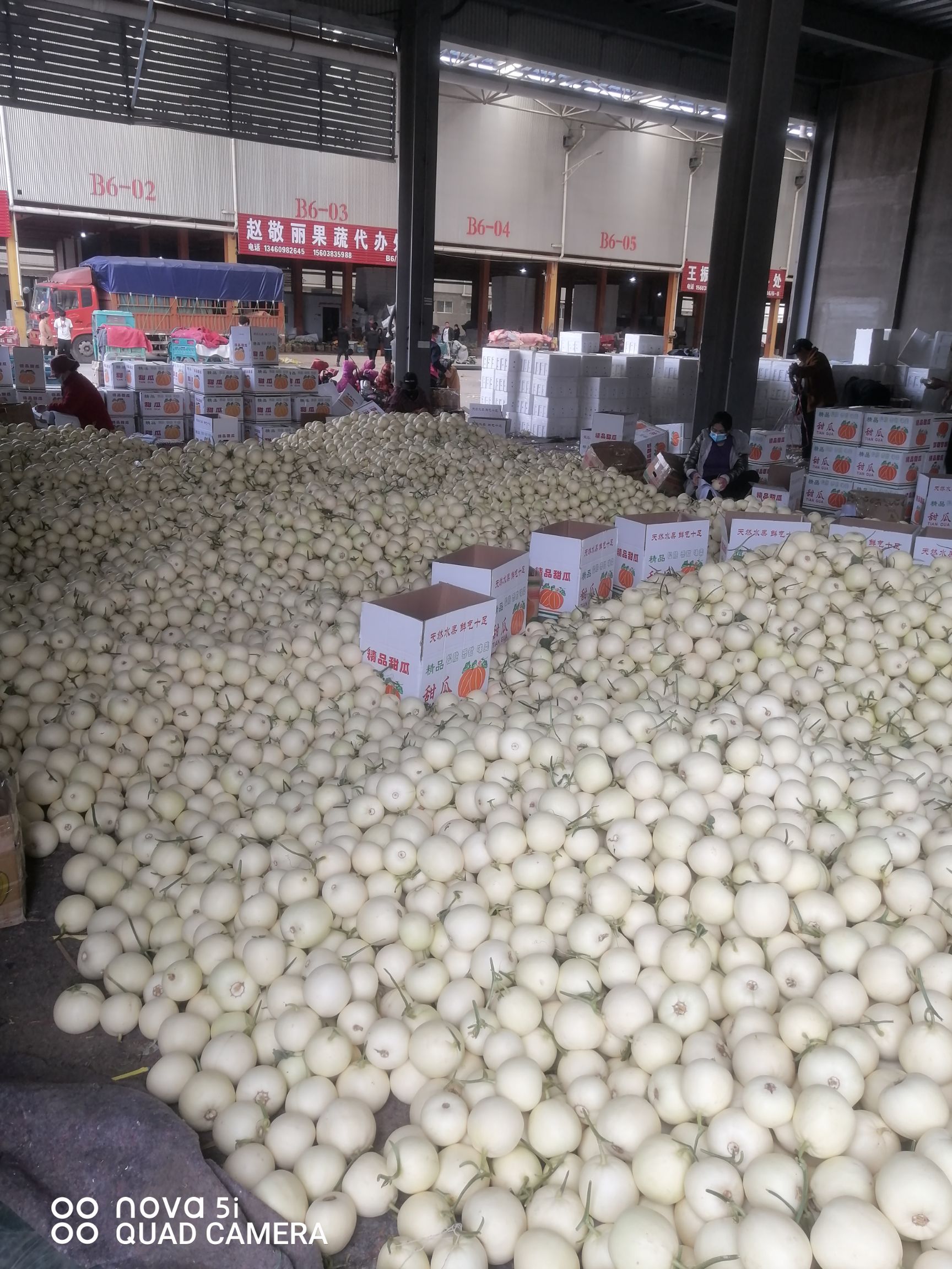 白玉甜瓜  雪梨红