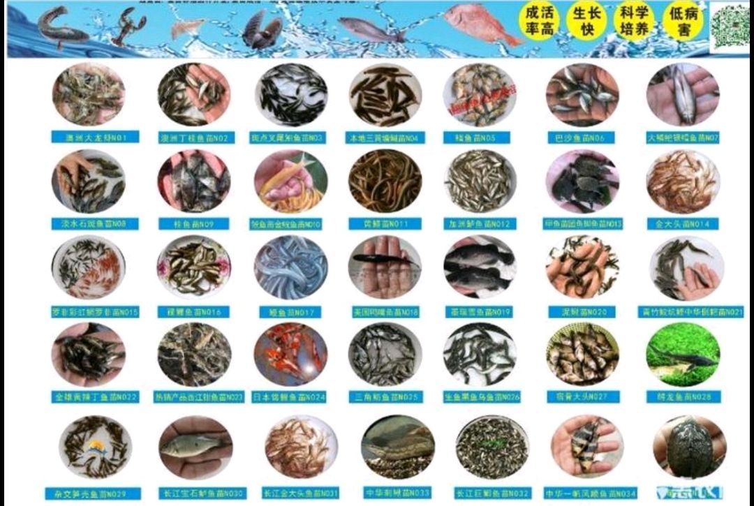  小鲫鱼苗淡水冷水湘云鲫鱼 白鲫 银鲫 丰产鲫活体包邮