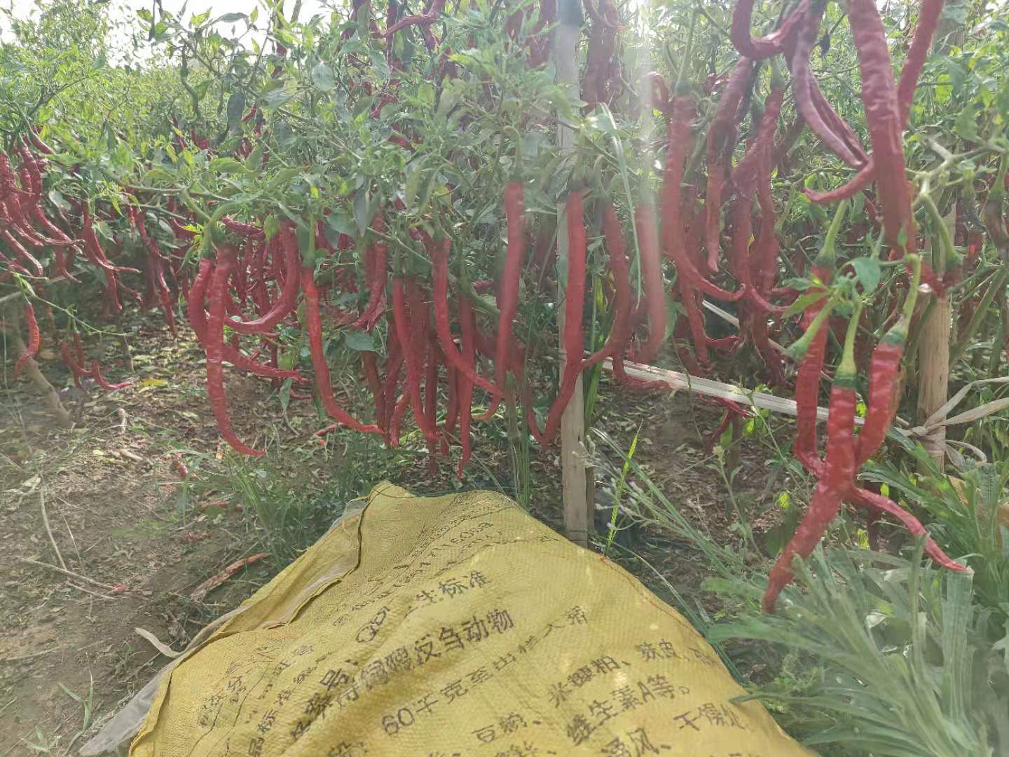 艳红辣椒  全红三号线椒产地直供，辣椒现摘现发，天然红软干加工厂货，烘干