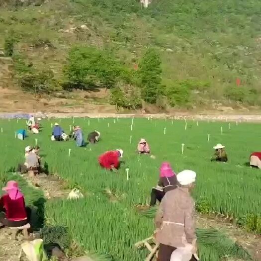 贵阳 精品香葱 小葱
