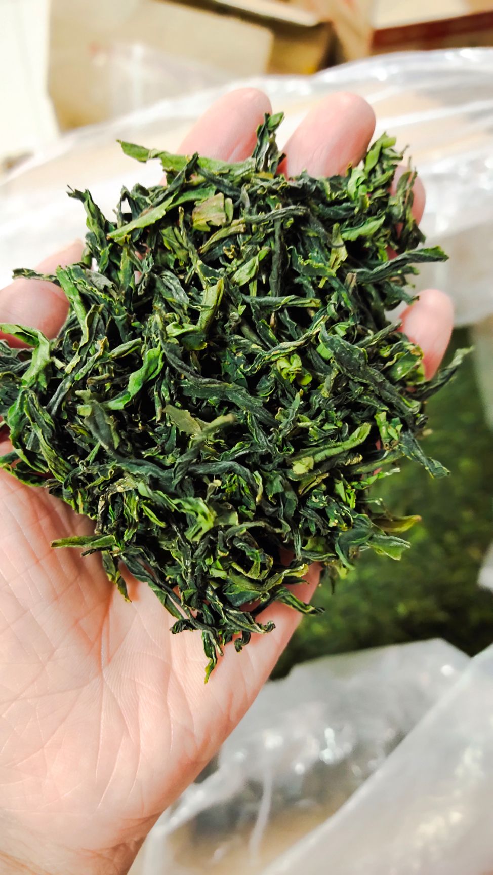  批发绿茶 六安瓜片 金寨翠眉
