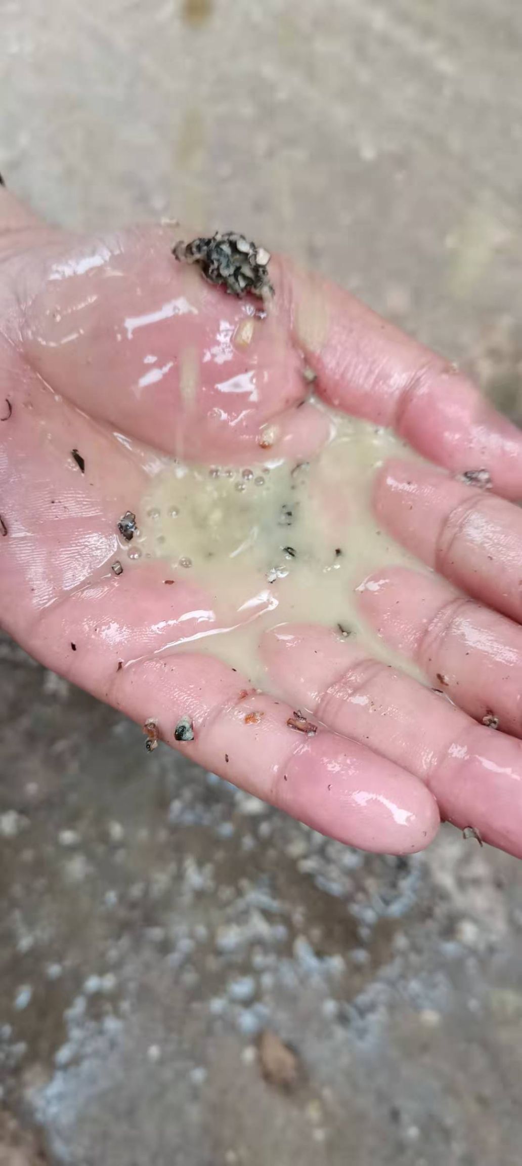 广东广西玉米芯棉籽壳棉渣麸皮次粉甜菜粕