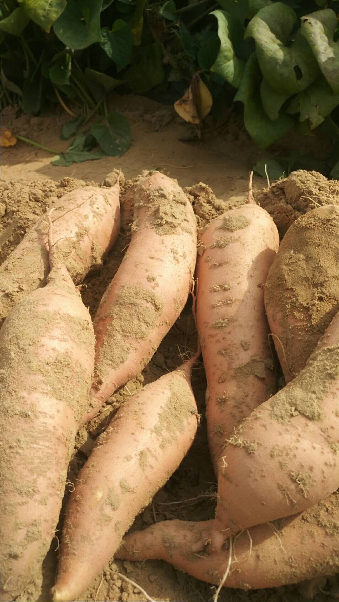 正宗沙地红薯.千亩红薯种植基地。天然无公害