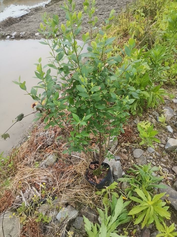 兔眼蓝莓苗 蓝莓苗