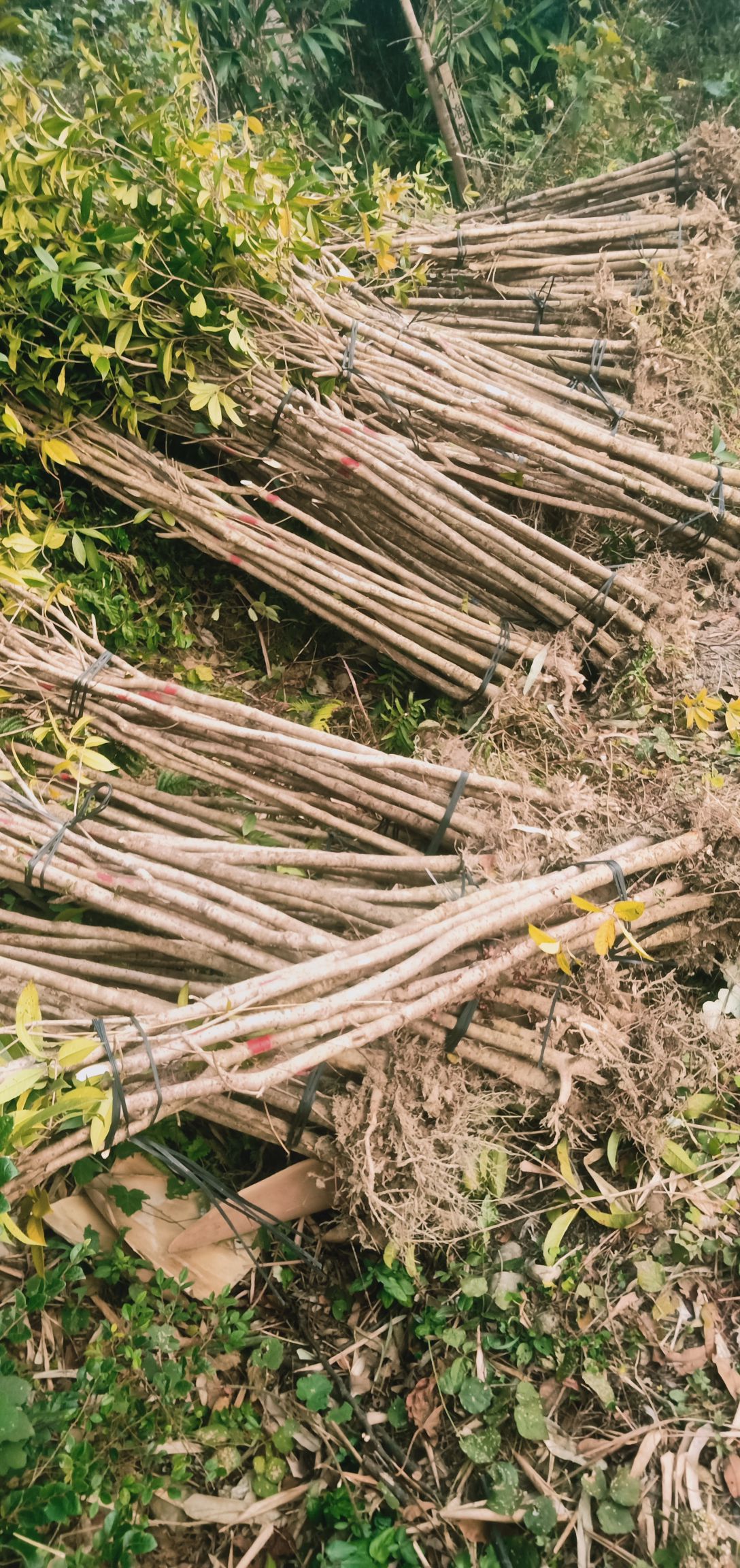 八月桂 桂花树小苗，自产自销，欢迎订购