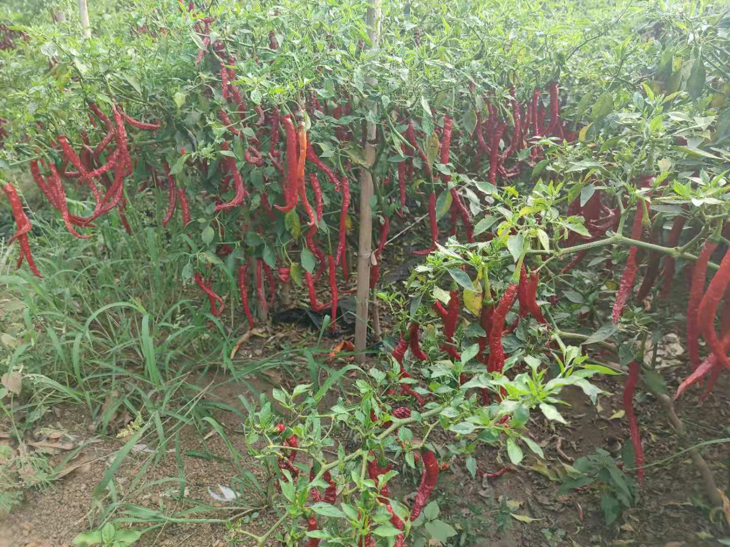 艳红辣椒  全红三号线椒产地直供，辣椒现摘现发，天然红软干加工厂货，烘干