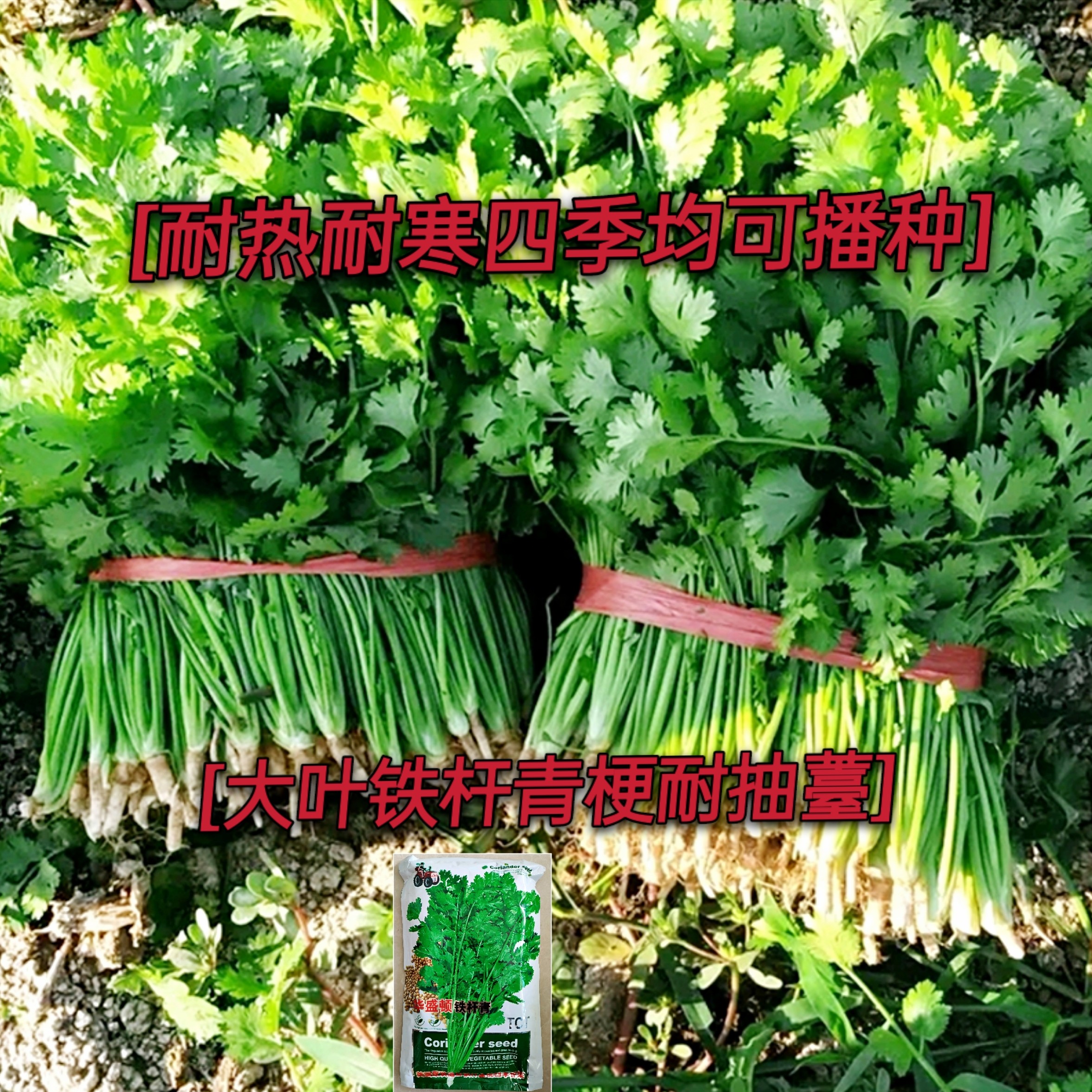 绵阳四季香菜种子大叶香菜种子耐寒香菜种子耐热香菜种子铁杆香菜种子