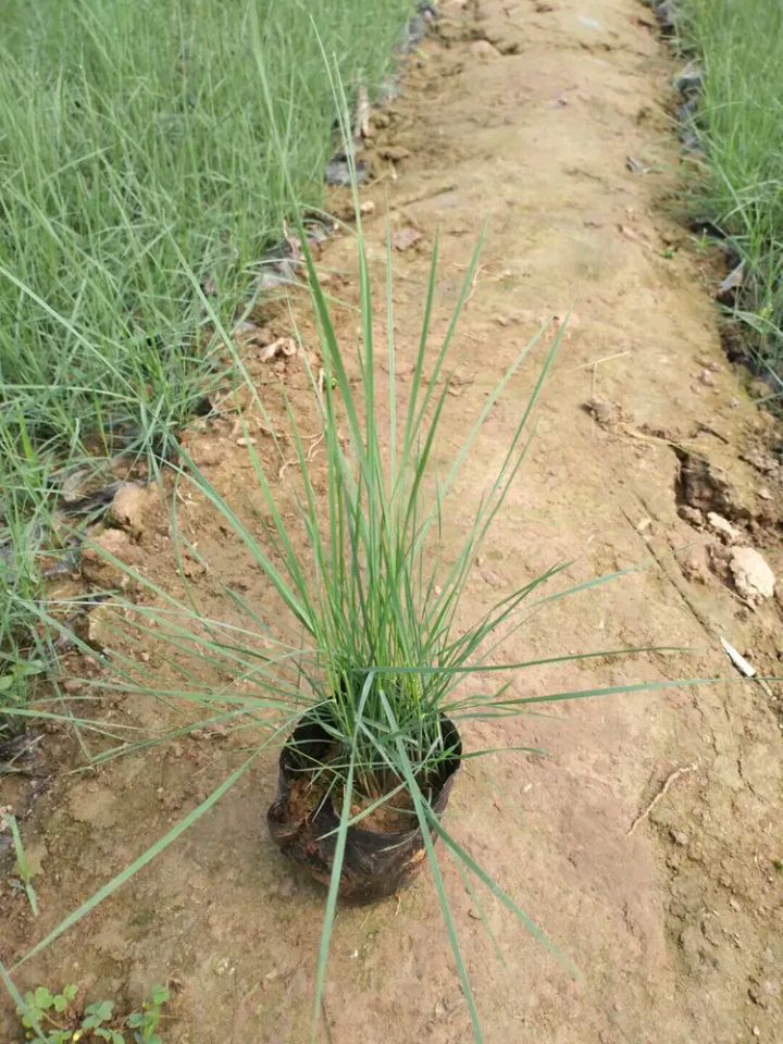  粉黛乱子草