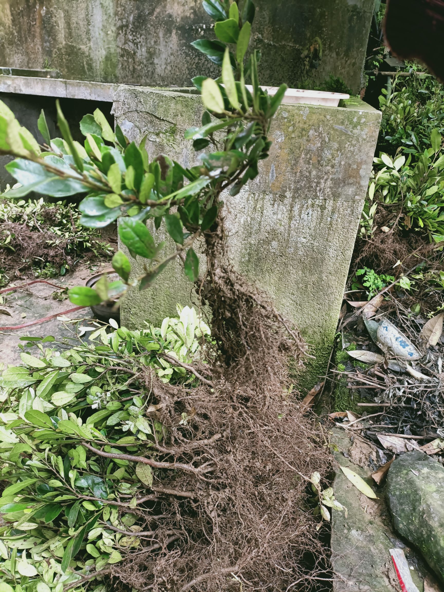 中华蚊母苗  小叶蚊母