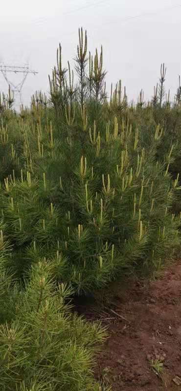 凤县1.5米杯子苗定值白皮松