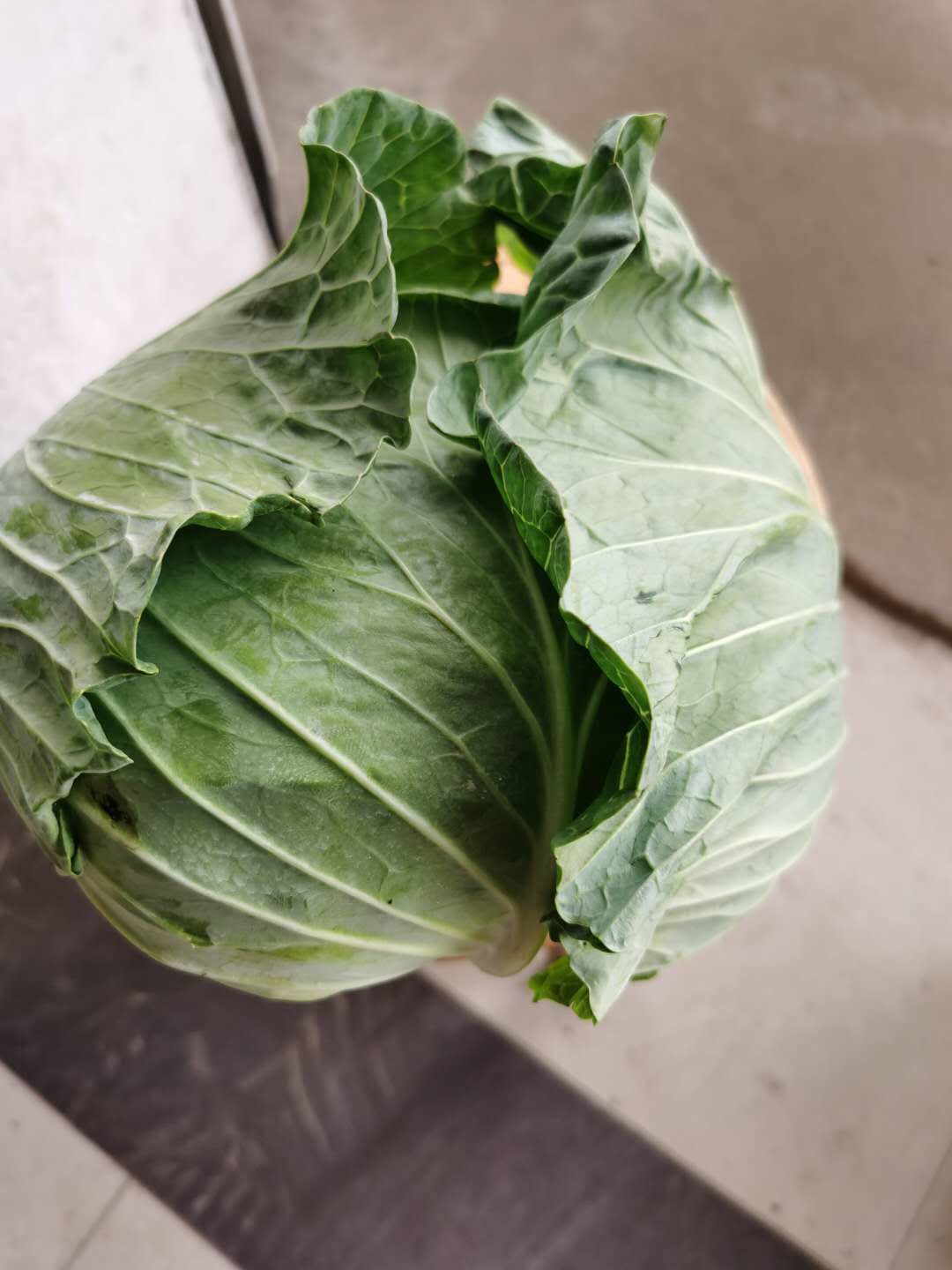 扁包菜，基地直供！