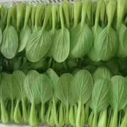 太和县精品中小颗上海青