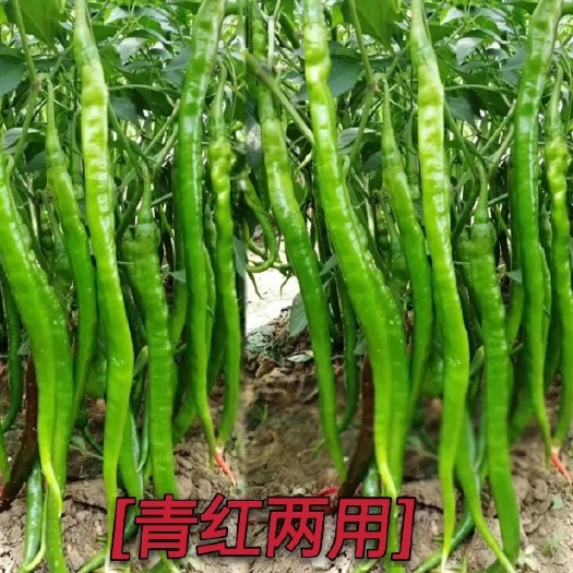 绵阳华辣十四辣椒种子辣味浓线椒种子青红两用皮薄味辣