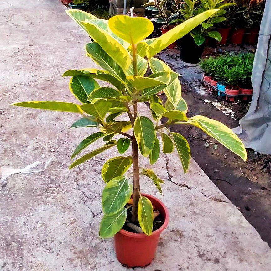 花叶富贵榕，金边高山榕